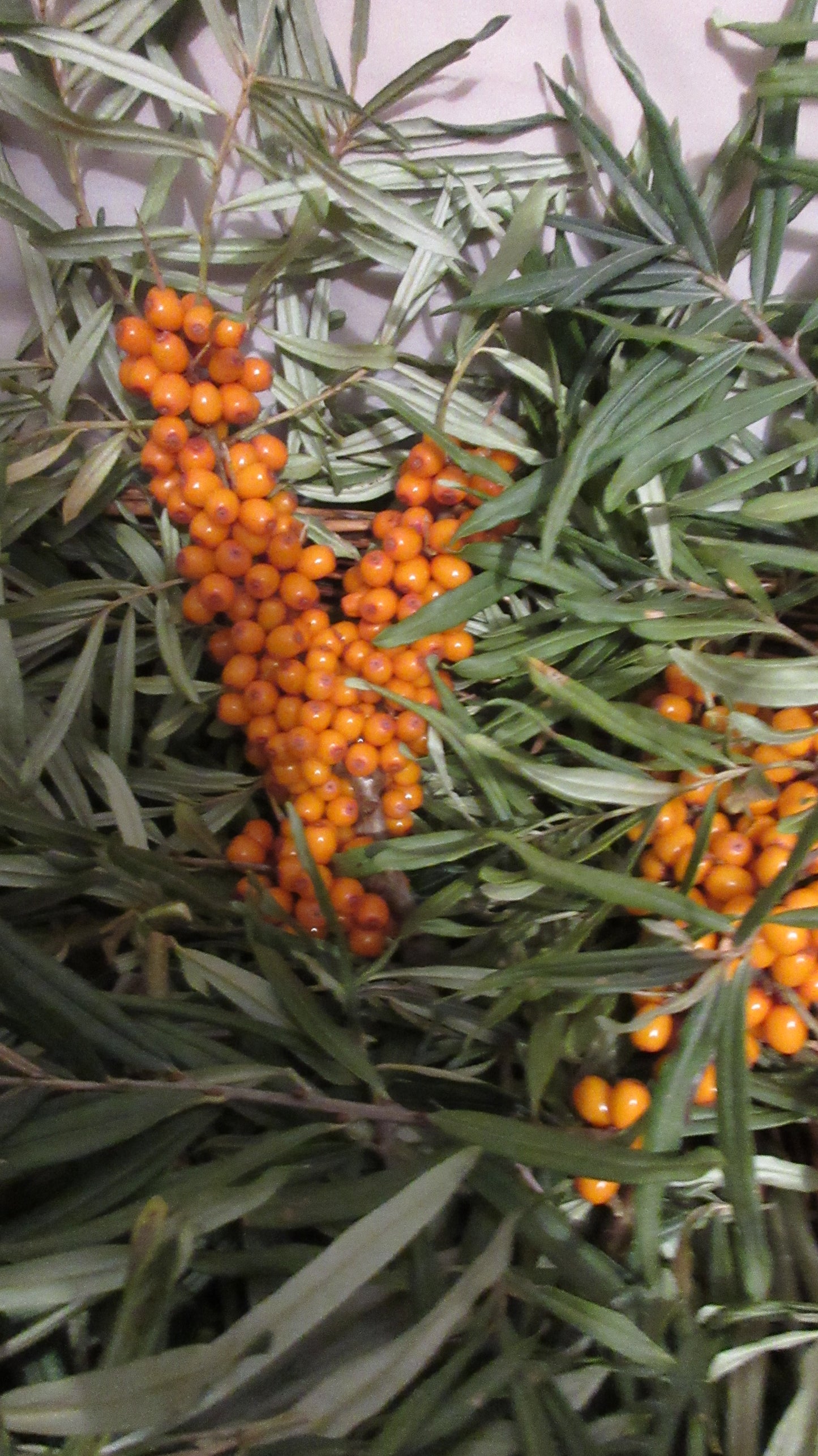 Seabuckthorn Berry Oil